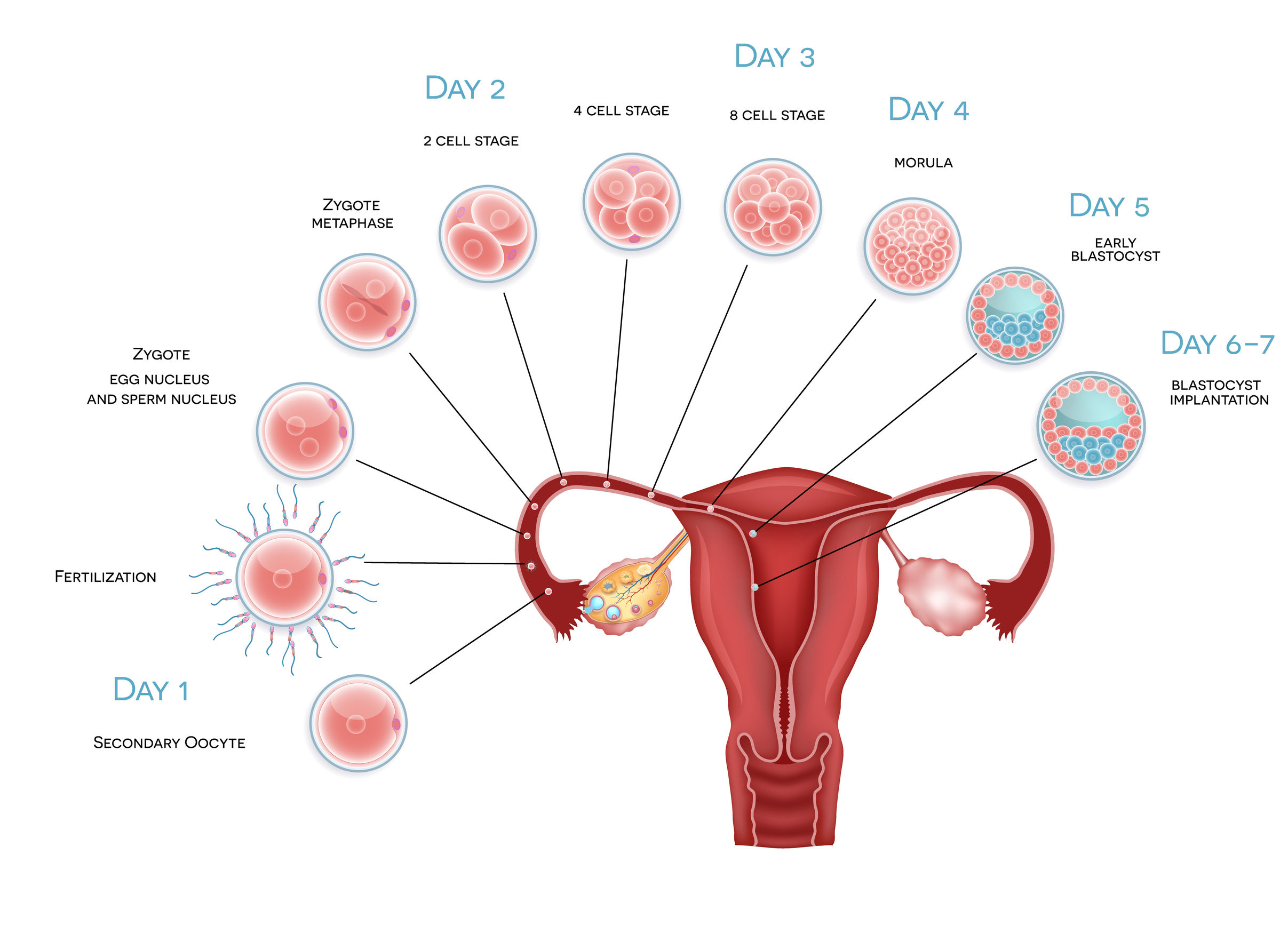 Γονιμότητα και ωορρηξία: Tips για να μείνετε έγκυος - Dr Kostaras